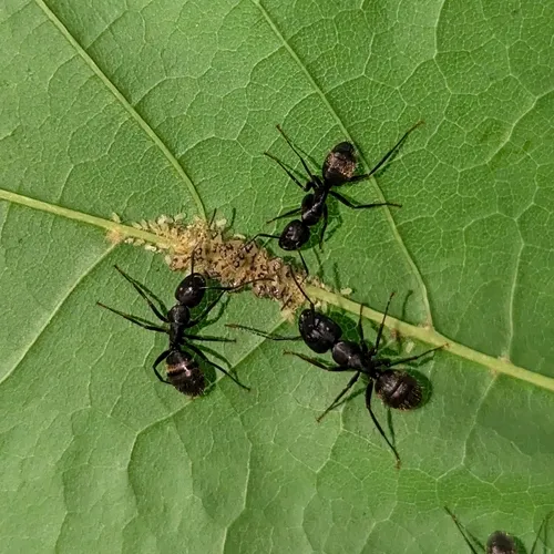 Norway Maple Aphid