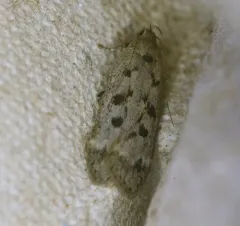 Dark-headed Aspen Leafroller Moth thumbnail 4