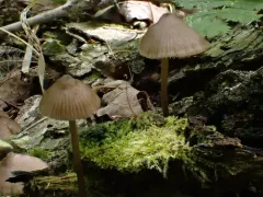 papillate pinkgill thumbnail 1