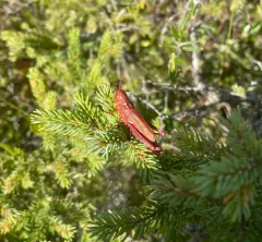 Graceful Sedge Grasshopper thumbnail 4