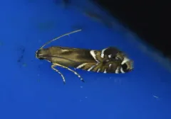 Glyphipterix saurodonta thumbnail 3