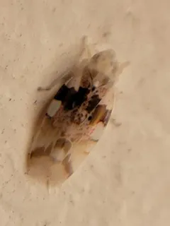 Hymetta balteata thumbnail 4