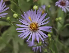 Anticosti aster thumbnail 4