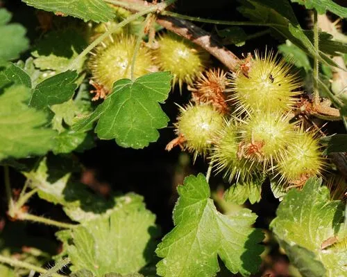 trailing gooseberry