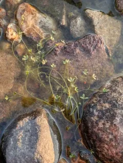 Arctic Buttercup thumbnail 4