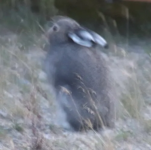 Arctic Hare