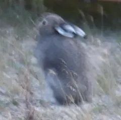 Arctic Hare thumbnail 1