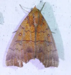 Hibiscus Leaf Caterpillar Moth thumbnail 4