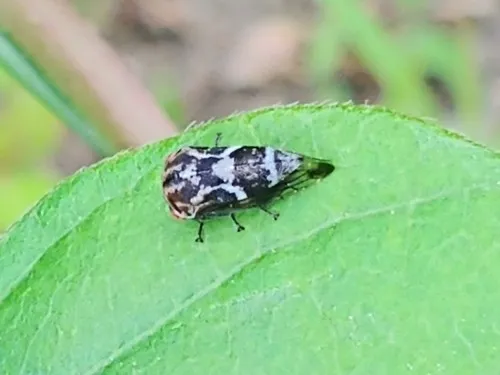 Ophiderma definita