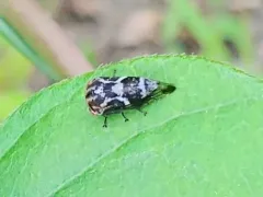 Ophiderma definita thumbnail 1