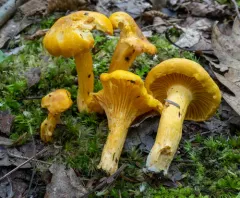 Midwestern yellow chanterelle thumbnail 4