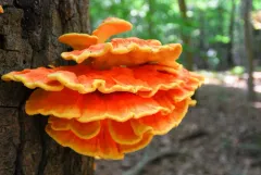 chicken of the woods thumbnail 4