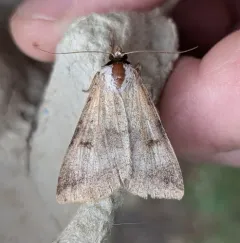 Lygephila victoria thumbnail 3