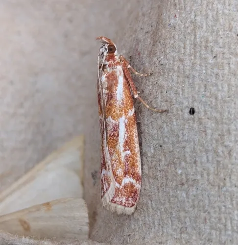 Ponderosa Pine Coneworm Moth