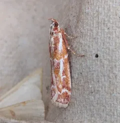 Ponderosa Pine Coneworm Moth thumbnail 1