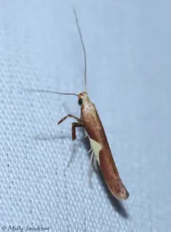 Caloptilia coroniella thumbnail 3