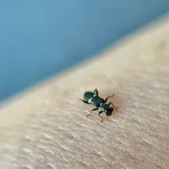 Phyllobaenus unifasciatus thumbnail 4