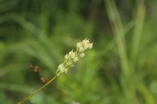 coastal false asphodel