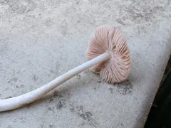Volvariella hypopithys thumbnail 4