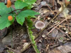 Brownedge Bonnet thumbnail 3
