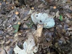 Hypomyces melanocarpus thumbnail 3