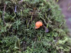 shadowed waxcap thumbnail 3