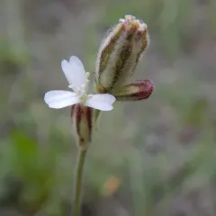 Taimyr Catchfly thumbnail 3