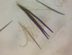 Trichoglossum velutipes thumbnail 3