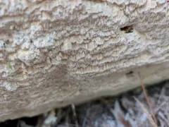 Stringy Butt Rot thumbnail 4