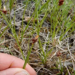blunt sedge thumbnail 3