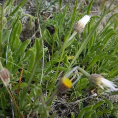 Caespitose Fleabane thumbnail 2