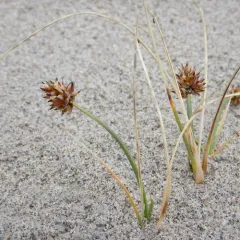 Curved Sedge thumbnail 2