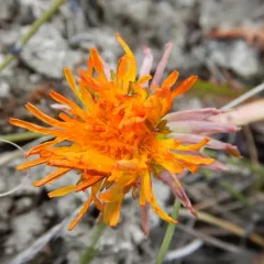 horned dandelion thumbnail 2