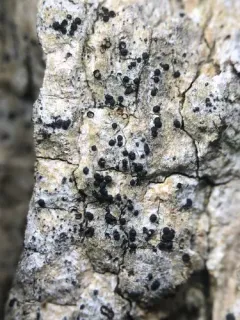 Lithothelium hyalosporum thumbnail 2