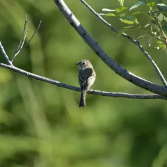 Hammond's Flycatcher thumbnail 4