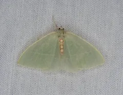 Nemoria glaucomarginaria thumbnail 3