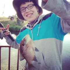 Bluegill thumbnail 4