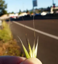 slender wild oat thumbnail 2