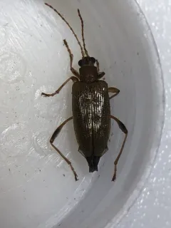 Pale pond lily leaf beetle thumbnail 3