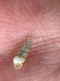 Interrupted Turbonille thumbnail 1