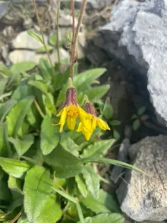 Lake Louise Arnica thumbnail 2