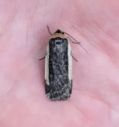 Pale-edged Dart thumbnail 1