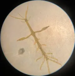 Japanese Skeleton Shrimp thumbnail 3