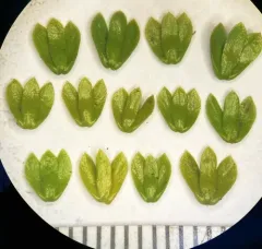 Chinese clubmoss thumbnail 4