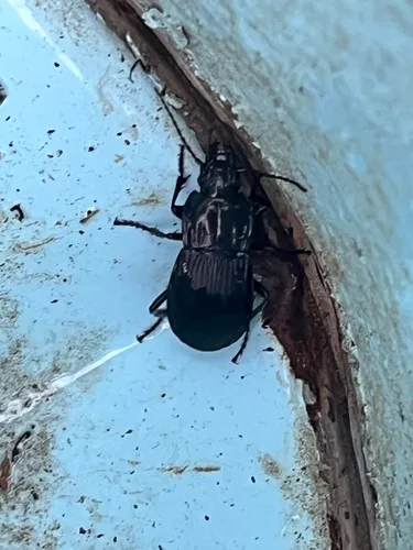 Abax parallelepipedus