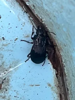 Abax parallelepipedus thumbnail 1