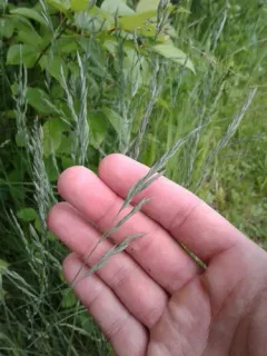 hard fescue thumbnail 2
