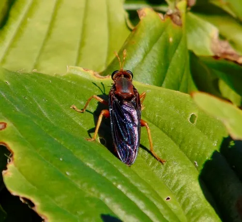 golden mydas fly