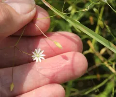 Sitka starwort thumbnail 3