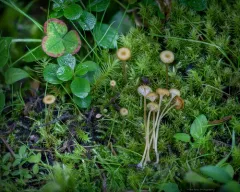 Rickenella mellea thumbnail 3
